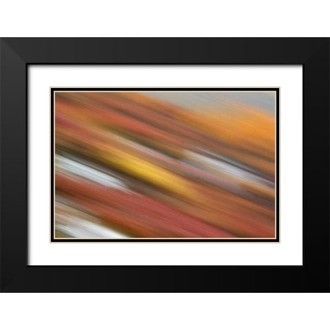 AK, Denali NP Abstract blur of autumn tundra Black Modern Wood Framed Art Print with Double Matting by Morris, Arthur
