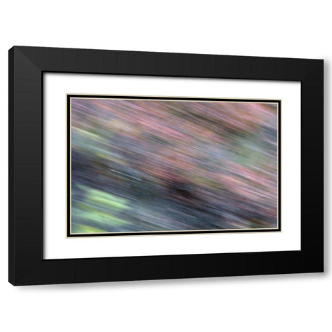 AK, Denali NP Blur of autumn tundra spruce trees Black Modern Wood Framed Art Print with Double Matting by Morris, Arthur