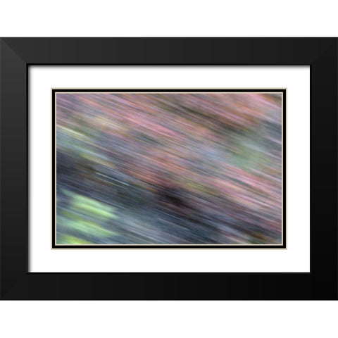 AK, Denali NP Blur of autumn tundra spruce trees Black Modern Wood Framed Art Print with Double Matting by Morris, Arthur