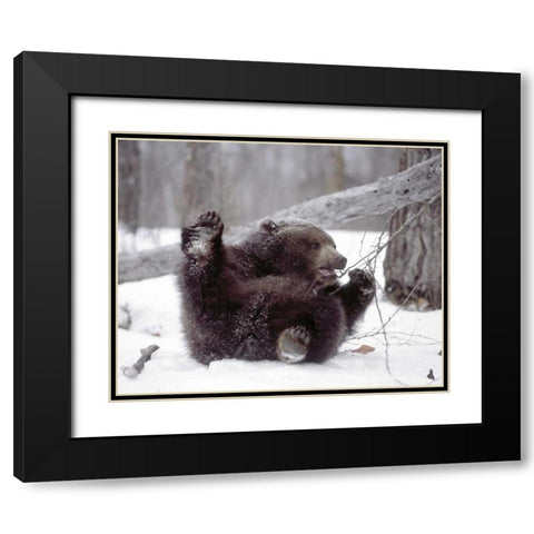 Alaska Grizzly plays with tree branch in winter Black Modern Wood Framed Art Print with Double Matting by Zuckerman, Jim