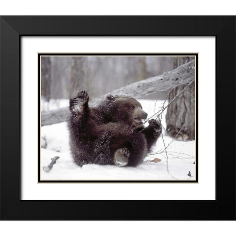 Alaska Grizzly plays with tree branch in winter Black Modern Wood Framed Art Print with Double Matting by Zuckerman, Jim