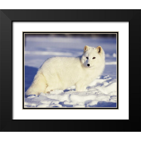 USA, Alaska Arctic fox in winter coat Black Modern Wood Framed Art Print with Double Matting by Zuckerman, Jim