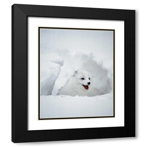 USA, Alaska Arctic fox in winter coat Black Modern Wood Framed Art Print with Double Matting by Zuckerman, Jim