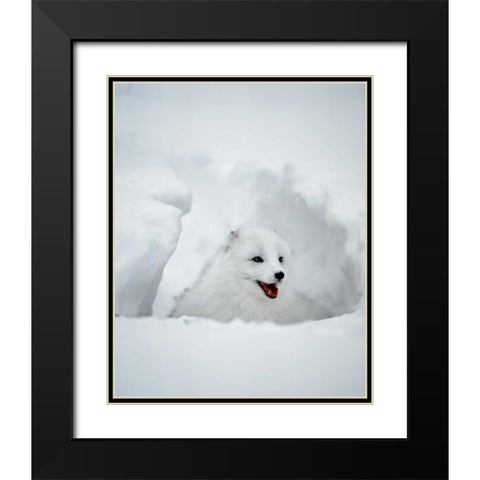 USA, Alaska Arctic fox in winter coat Black Modern Wood Framed Art Print with Double Matting by Zuckerman, Jim