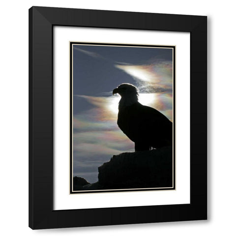 AK, Homer Bald eagle backlit by sunlight Black Modern Wood Framed Art Print with Double Matting by Illg, Cathy and Gordon