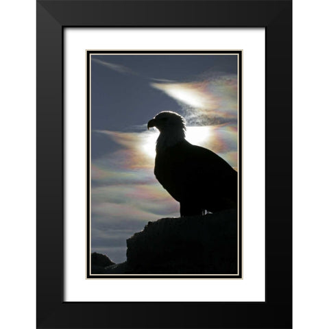 AK, Homer Bald eagle backlit by sunlight Black Modern Wood Framed Art Print with Double Matting by Illg, Cathy and Gordon