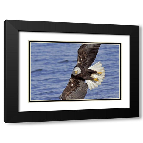 USA, Alaska, Homer Bald eagle diving above water Black Modern Wood Framed Art Print with Double Matting by Illg, Cathy and Gordon