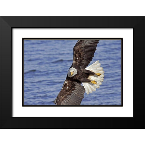USA, Alaska, Homer Bald eagle diving above water Black Modern Wood Framed Art Print with Double Matting by Illg, Cathy and Gordon