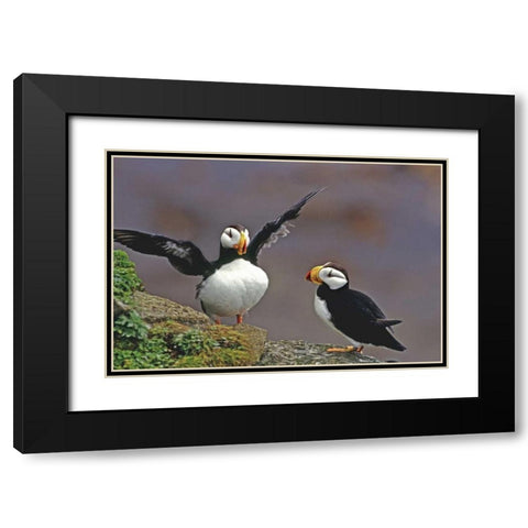 AK, St George Isl Horned puffins interacting Black Modern Wood Framed Art Print with Double Matting by Welling, Dave