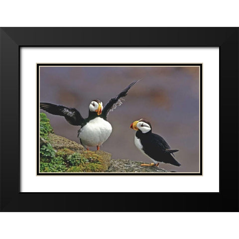 AK, St George Isl Horned puffins interacting Black Modern Wood Framed Art Print with Double Matting by Welling, Dave