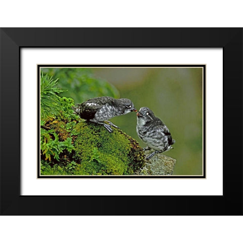 AK, Pribilof Isl, St George Least auklet Pair Black Modern Wood Framed Art Print with Double Matting by Welling, Dave