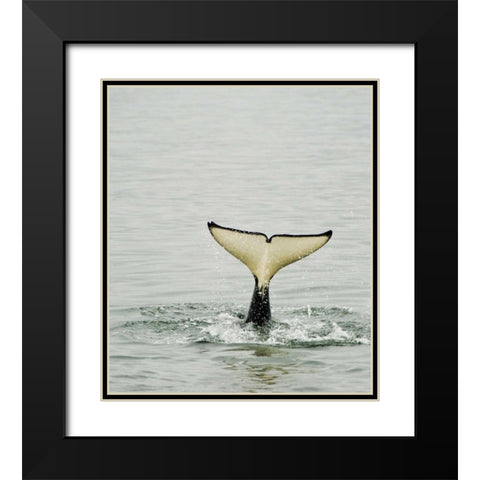 USA, Alaska, Inside Passage Tail of diving orca Black Modern Wood Framed Art Print with Double Matting by Rotenberg, Nancy