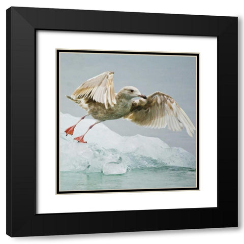 AK, Inside PassageGull taking off from ice floe Black Modern Wood Framed Art Print with Double Matting by Rotenberg, Nancy