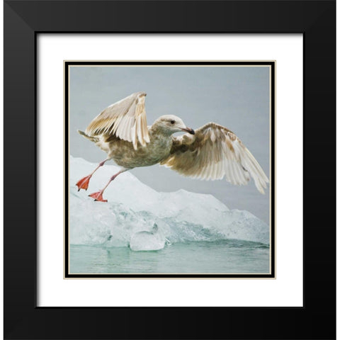 AK, Inside PassageGull taking off from ice floe Black Modern Wood Framed Art Print with Double Matting by Rotenberg, Nancy
