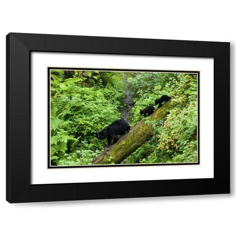 USA, Alaska Black bear cubs follow mother on log Black Modern Wood Framed Art Print with Double Matting by Rotenberg, Nancy
