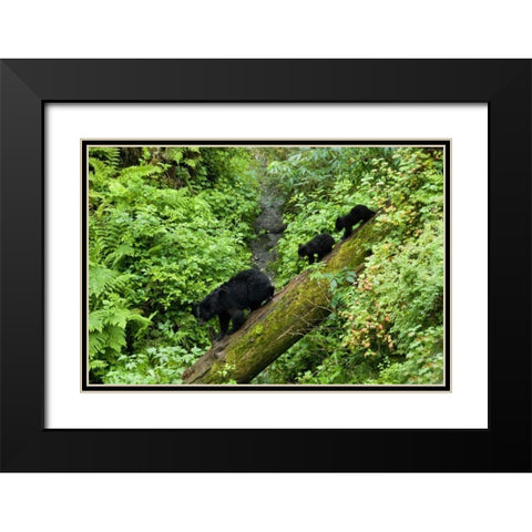 USA, Alaska Black bear cubs follow mother on log Black Modern Wood Framed Art Print with Double Matting by Rotenberg, Nancy