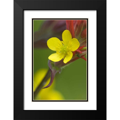 Alaska Buttercup and paintbrush flowers Black Modern Wood Framed Art Print with Double Matting by Rotenberg, Nancy