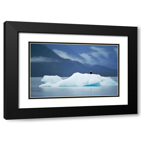 AK, Inside Passage Bald eagle perched on ice Black Modern Wood Framed Art Print with Double Matting by Rotenberg, Nancy