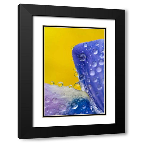 AK, Lupine with rain drops and dandelions Black Modern Wood Framed Art Print with Double Matting by Rotenberg, Nancy