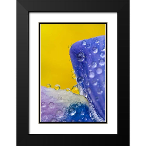 AK, Lupine with rain drops and dandelions Black Modern Wood Framed Art Print with Double Matting by Rotenberg, Nancy