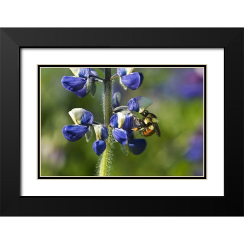 USA, Alaska, Inside Passage Bee on lupine flower Black Modern Wood Framed Art Print with Double Matting by Rotenberg, Nancy