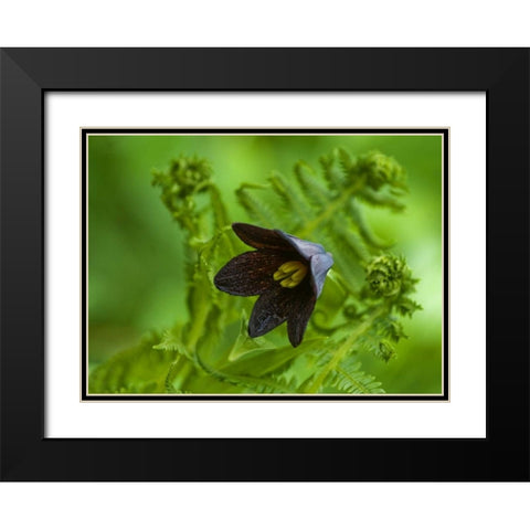 Alaska, Inside Passage Chocolate lily and fern Black Modern Wood Framed Art Print with Double Matting by Rotenberg, Nancy