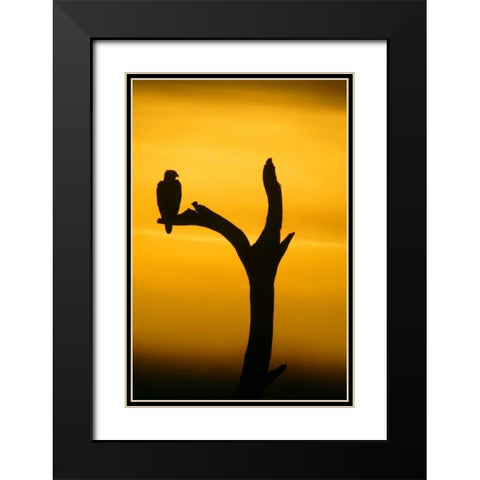 Alaska, Homer Bald eagle resting on dead tree Black Modern Wood Framed Art Print with Double Matting by Morris, Arthur