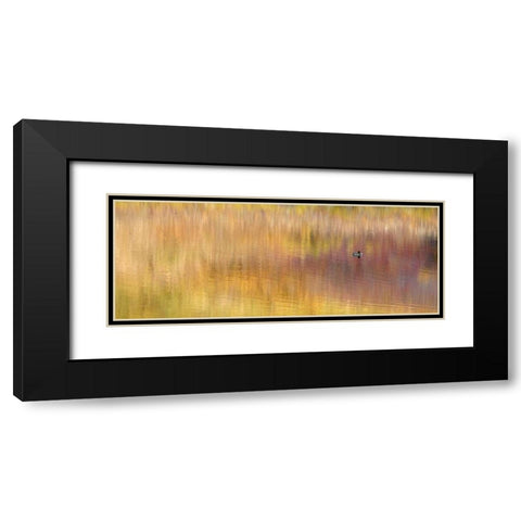 AK, Denali NP Duck with reed reflections Black Modern Wood Framed Art Print with Double Matting by Morris, Arthur