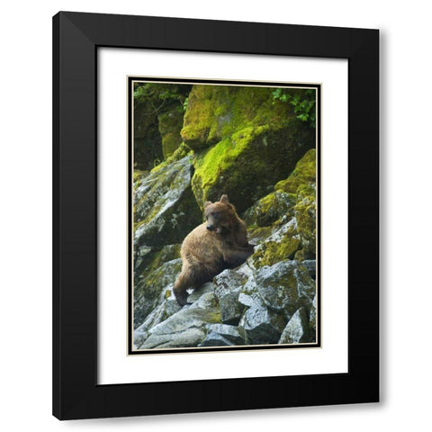 AK, Inside Passage Grizzly bear on boulders Black Modern Wood Framed Art Print with Double Matting by Rotenberg, Nancy