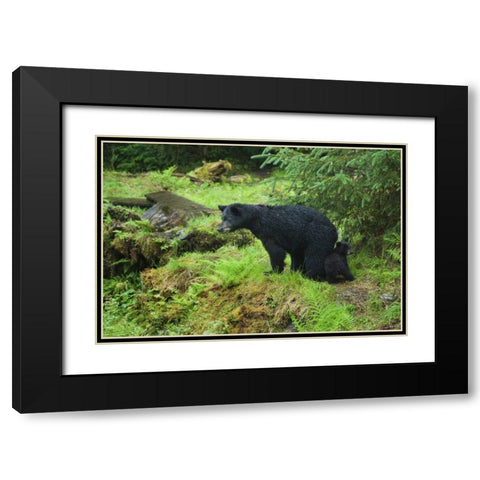 AK, Inside Passage Black bear mother and cub Black Modern Wood Framed Art Print with Double Matting by Rotenberg, Nancy
