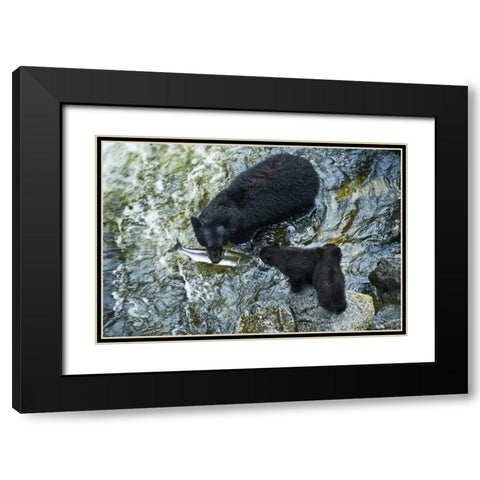 AK, Inside Passage Black bear with fish and cubs Black Modern Wood Framed Art Print with Double Matting by Rotenberg, Nancy