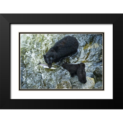 AK, Inside Passage Black bear with fish and cubs Black Modern Wood Framed Art Print with Double Matting by Rotenberg, Nancy