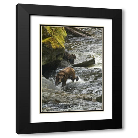 AK, Mother grizzly bear with cubs in Anan Creek Black Modern Wood Framed Art Print with Double Matting by Rotenberg, Nancy