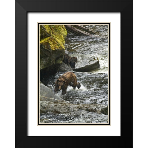 AK, Mother grizzly bear with cubs in Anan Creek Black Modern Wood Framed Art Print with Double Matting by Rotenberg, Nancy