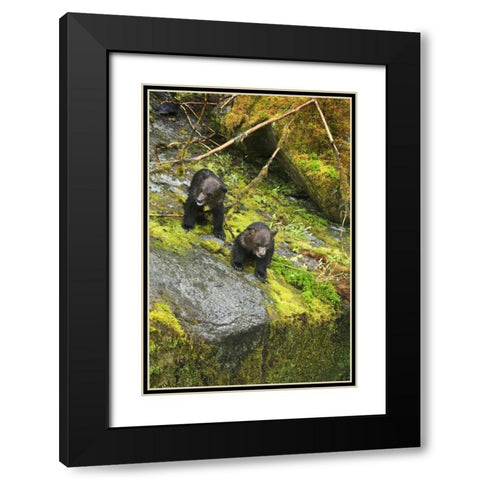 AK, Inside Passage Two grizzly bear cubs Black Modern Wood Framed Art Print with Double Matting by Rotenberg, Nancy