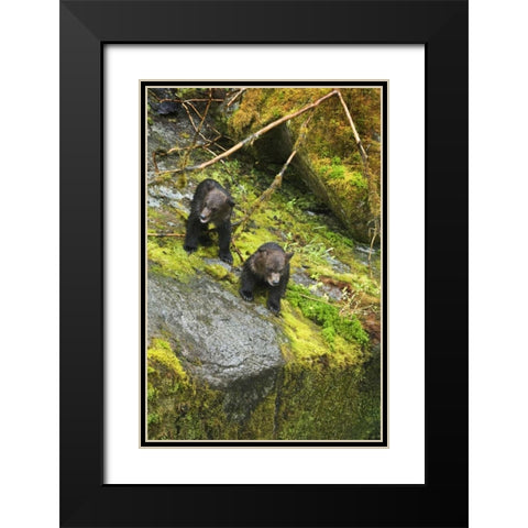 AK, Inside Passage Two grizzly bear cubs Black Modern Wood Framed Art Print with Double Matting by Rotenberg, Nancy