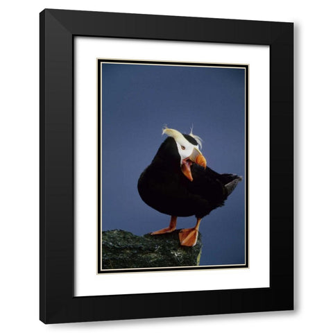 AK, Pribilof Islands Lone puffin on rock ledge Black Modern Wood Framed Art Print with Double Matting by Williams, Joanne