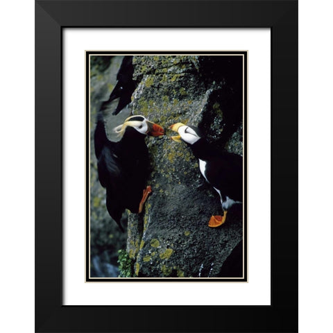 AK, Pribilof Islands Puffins on cliffside Black Modern Wood Framed Art Print with Double Matting by Williams, Joanne