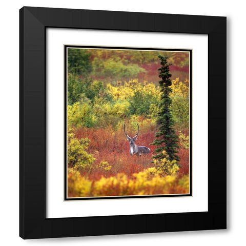 AK, Denali NP Caribou and autumn in Denali NP Black Modern Wood Framed Art Print with Double Matting by Kelley, David