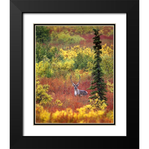 AK, Denali NP Caribou and autumn in Denali NP Black Modern Wood Framed Art Print with Double Matting by Kelley, David