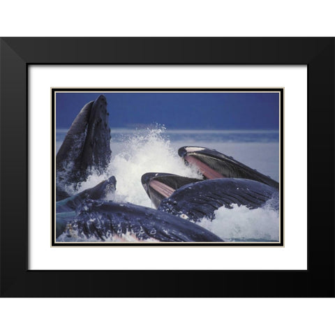 Alaska, Juneau Humpback whales bubble net feed Black Modern Wood Framed Art Print with Double Matting by Anon, Josh