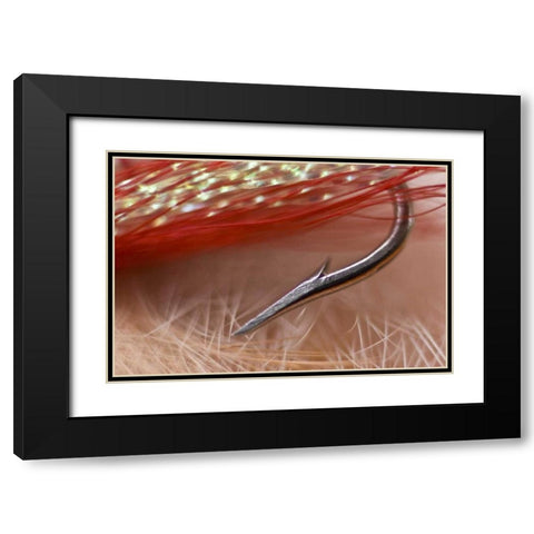 AK, Lake Clark NP Macro of a fishing hook Black Modern Wood Framed Art Print with Double Matting by Kaveney, Wendy