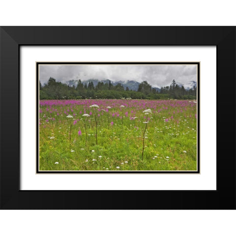 AK, Seward Fireweed and cow parsnip in bloom Black Modern Wood Framed Art Print with Double Matting by Flaherty, Dennis