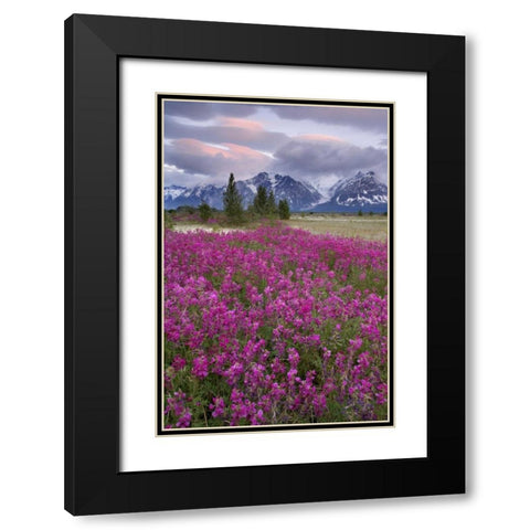 Alaska View of flowers and Fairweather Range Black Modern Wood Framed Art Print with Double Matting by Paulson, Don