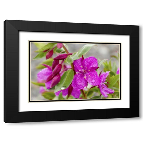 AK, Alsek-Tatshenshini Dwarf fireweed flower Black Modern Wood Framed Art Print with Double Matting by Paulson, Don