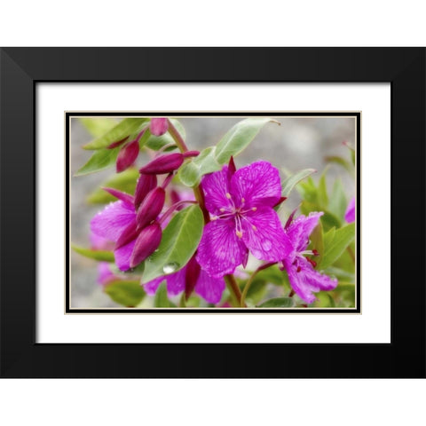 AK, Alsek-Tatshenshini Dwarf fireweed flower Black Modern Wood Framed Art Print with Double Matting by Paulson, Don