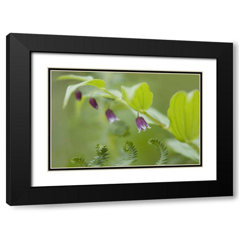 AK, Glacier Bay NP Rosy twisted stalk flower Black Modern Wood Framed Art Print with Double Matting by Paulson, Don