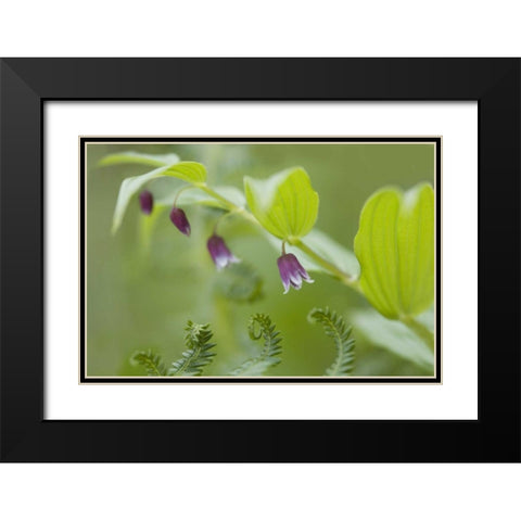 AK, Glacier Bay NP Rosy twisted stalk flower Black Modern Wood Framed Art Print with Double Matting by Paulson, Don