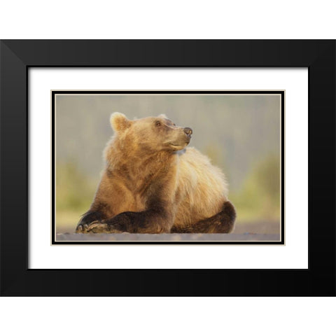 AK, Lake Clark NP, Adult brown bear sniffing air Black Modern Wood Framed Art Print with Double Matting by Morris, Arthur