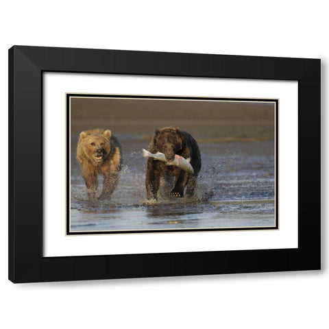 AK, Lake Clark NP Brown bear hunting salmon Black Modern Wood Framed Art Print with Double Matting by Morris, Arthur